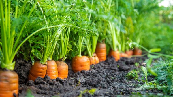 Carrots - Image 4