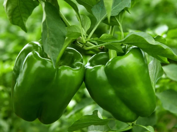 long green pepper